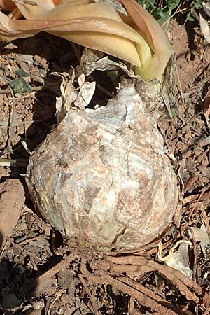 Drimia aphylla / Leafless Sea Squill, Samos Potami 15.4.2017