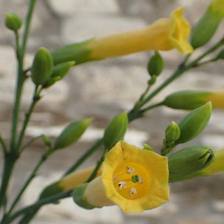 Nicotiana glauca / Tree Tobacco, Samos Myloi 13.4.2017