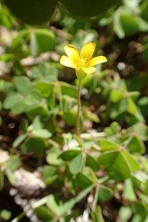 Oxalis corniculata var. corniculata \ Hornfrchtiger Sauerklee / Procumbent Yellow Sorrel, Samos Moni Zoni 11.4.2017
