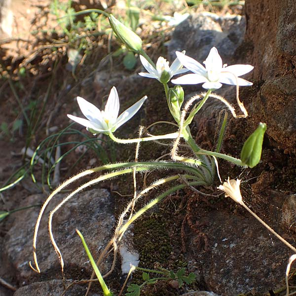 Ornithogalum fimbriatum \ Gefranster Milchstern / Hairy-Leaved Star of Bethlehem, Samos Potami 15.4.2017