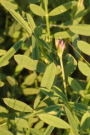 Onobrychis caput-galli / Cock's-Head Sainfoin, Samos Potami 15.4.2017