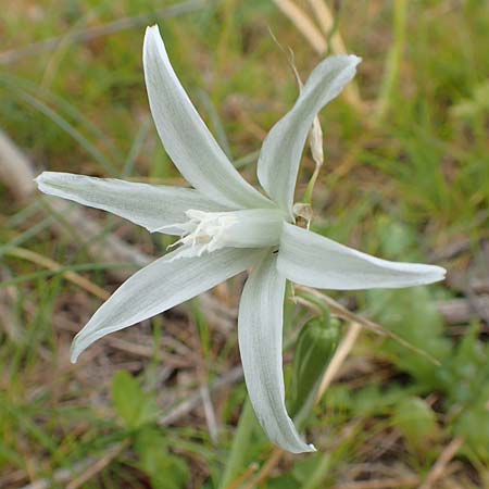 Ornithogalum nutans \ Nickender Milchstern / Drooping Star of Bethlehem, Samos Spatharei 17.4.2017