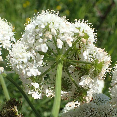Oenanthe pimpinelloides \ Bibernell-Rebendolde, Südliche Erdkastanie / Corky-Fruited Water Dropwort, Samos Mykali 19.4.2017