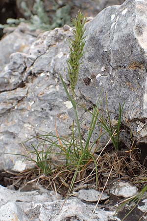 Poa bulbosa \ Knolliges Rispengras / Bulbous Meadow Grass, Samos Lazaros in Mt. Ambelos 12.4.2017