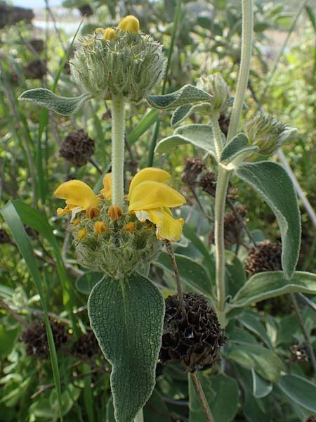 Phlomis floccosa ? \ Flockiges Brandkraut / Floccose Jerusalem Sage, Samos Psili Ammos 11.4.2017