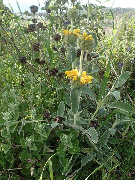 Phlomis floccosa ? \ Flockiges Brandkraut / Floccose Jerusalem Sage, Samos Psili Ammos 11.4.2017