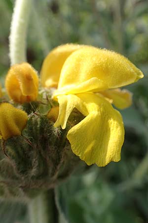 Phlomis floccosa ? \ Flockiges Brandkraut / Floccose Jerusalem Sage, Samos Psili Ammos 11.4.2017