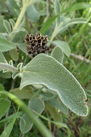 Phlomis floccosa ? \ Flockiges Brandkraut / Floccose Jerusalem Sage, Samos Psili Ammos 11.4.2017