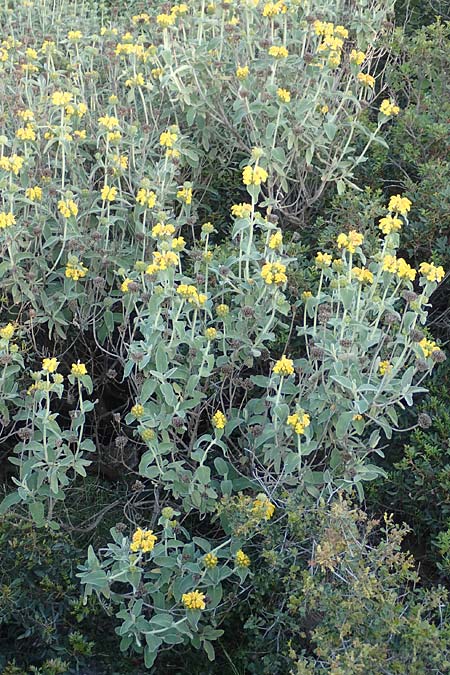 Phlomis floccosa ? \ Flockiges Brandkraut / Floccose Jerusalem Sage, Samos Psili Ammos 11.4.2017