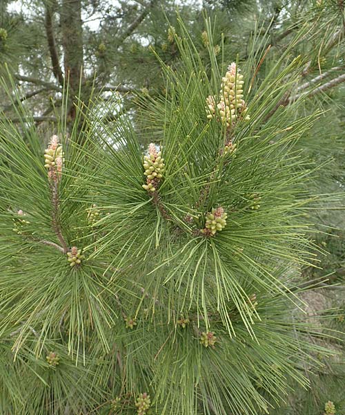 Pinus nigra \ Schwarz-Kiefer / Black Pine, Austrian Pine, Samos Mt. Ambelos 12.4.2017