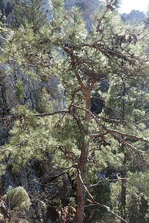 Pinus halepensis \ Aleppo-Kiefer, Strand-Kiefer, Samos Kallithea 18.4.2017