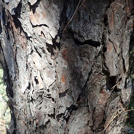 Pinus halepensis \ Aleppo-Kiefer, Strand-Kiefer, Samos Kallithea 18.4.2017