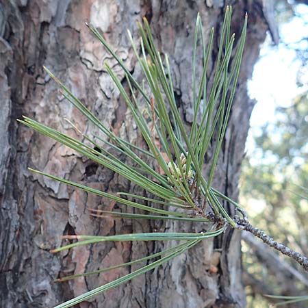 Pinus halepensis \ Aleppo-Kiefer, Strand-Kiefer / Aleppo Pine, Jerusalem Pine, Samos Kallithea 18.4.2017