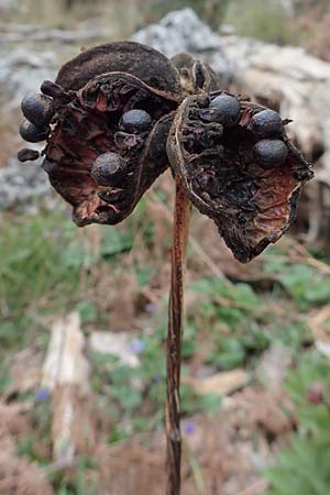 Paeonia mascula \ Großblättrige Pfingstrose / Balkan Peony, Samos Lazaros in Mt. Ambelos 12.4.2017