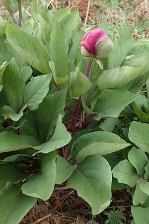 Paeonia mascula \ Groblttrige Pfingstrose / Balkan Peony, Samos Lazaros in Mt. Ambelos 12.4.2017