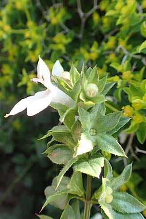 Prasium majus / Great Hedge Nettle, Samos Psili Ammos 16.4.2017