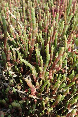 Salicornia fruticosa \ Strauchige Gliedermelde, Samos Psili Ammos 16.4.2017