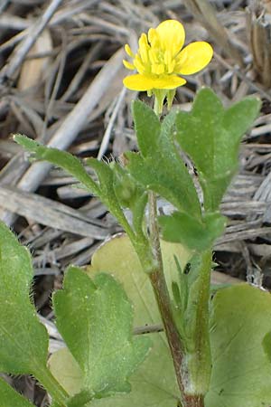 Ranunculus sardous \ Sardischer Hahnenfu, Rauher Hahnenfu / Hairy Buttercup, Samos Ireon 13.4.2017