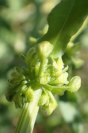 Rumex cristatus \ Griechischer Ampfer, Kammfrmiger Ampfer / Greek Dock, Samos Mykali 19.4.2017