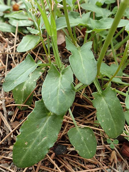 Rumex tuberosus subsp. creticus \ Kretischer Sauer-Ampfer / Cretan Dock, Tuberous-Rooted Dock, Samos Kallithea 18.4.2017