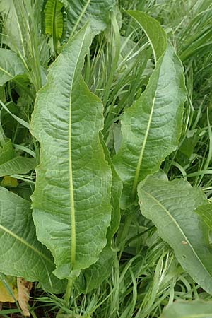 Rumex cristatus \ Griechischer Ampfer, Kammfrmiger Ampfer / Greek Dock, Samos Spatharei 17.4.2017