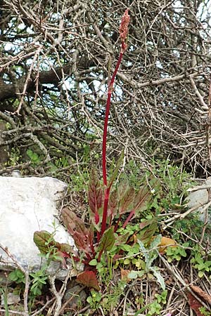 Rumex tuberosus subsp. creticus \ Kretischer Sauer-Ampfer / Cretan Dock, Tuberous-Rooted Dock, Samos Mt. Ambelos 12.4.2017