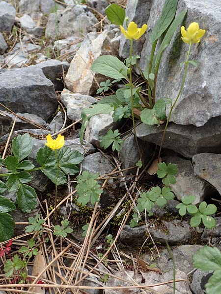 Ranunculus spec1 ? \ Hahnenfu / Buttercup, Samos Lazaros in Mt. Ambelos 12.4.2017