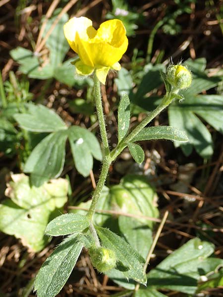 Ranunculus reuterianus \ Reuters Hahnenfu / Reuter's Buttercup, Samos Kallithea 18.4.2017