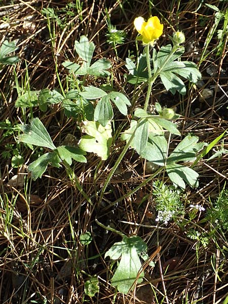 Ranunculus reuterianus \ Reuters Hahnenfu / Reuter's Buttercup, Samos Kallithea 18.4.2017