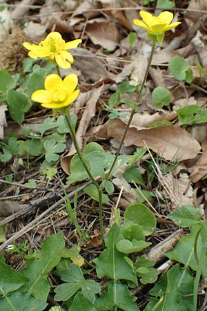 Ranunculus reuterianus \ Reuters Hahnenfu / Reuter's Buttercup, Samos Spatharei 17.4.2017