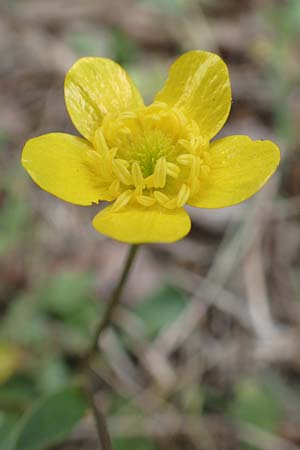 Ranunculus reuterianus \ Reuters Hahnenfu / Reuter's Buttercup, Samos Spatharei 17.4.2017