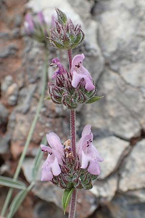 Satureja thymbra \ Thymianblttriges Bohnenkraut / Thyme-Leaved Savory, Pink Savory, Samos Spatharei 17.4.2017