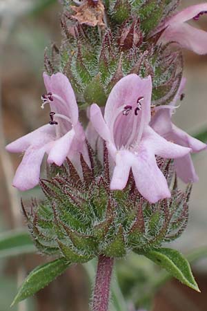 Satureja thymbra \ Thymianblttriges Bohnenkraut / Thyme-Leaved Savory, Pink Savory, Samos Spatharei 17.4.2017