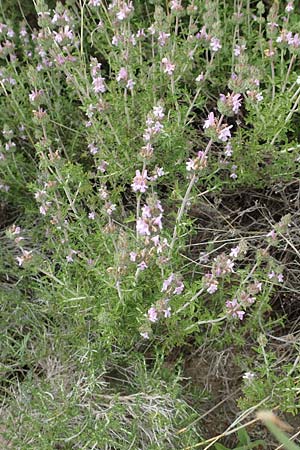 Satureja thymbra / Thyme-Leaved Savory, Pink Savory, Samos Spatharei 17.4.2017