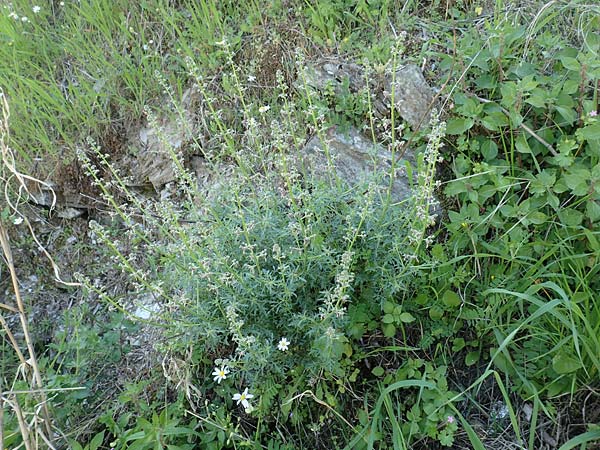 Scrophularia canina subsp. bicolor / Bicolor Figwort, Samos Ambelos 14.4.2017