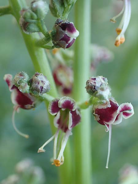 Scrophularia canina subsp. bicolor / Bicolor Figwort, Samos Ambelos 14.4.2017