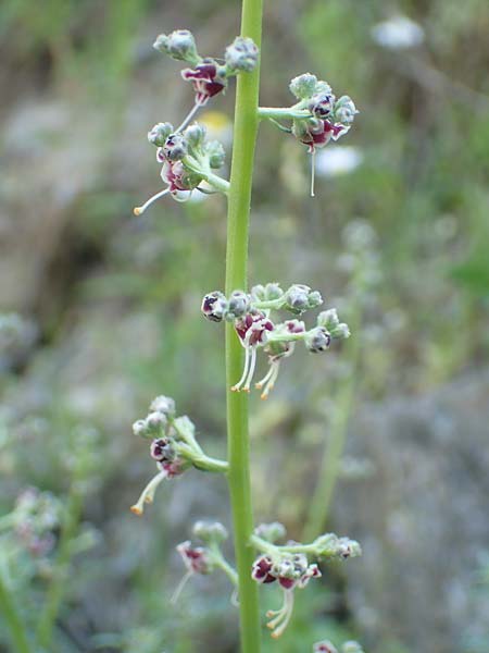 Scrophularia canina subsp. bicolor / Bicolor Figwort, Samos Ambelos 14.4.2017