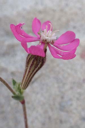 Silene colorata \ Farbiges Leimkraut / Mediterranean Catchfly, Samos Psili Ammos 11.4.2017