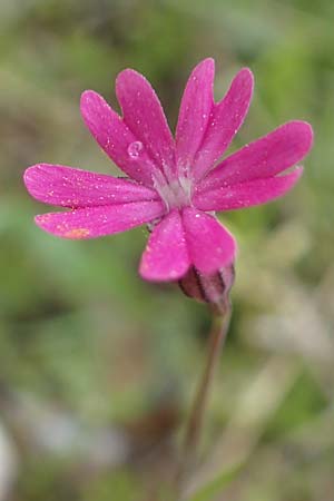 Silene cretica \ Kretisches Leimkraut / Cretan Campion, Samos Mt. Ambelos 12.4.2017