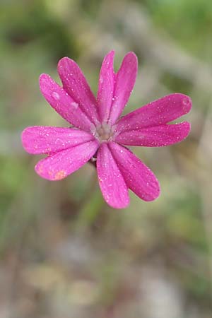 Silene cretica \ Kretisches Leimkraut, Samos Mt. Ambelos 12.4.2017