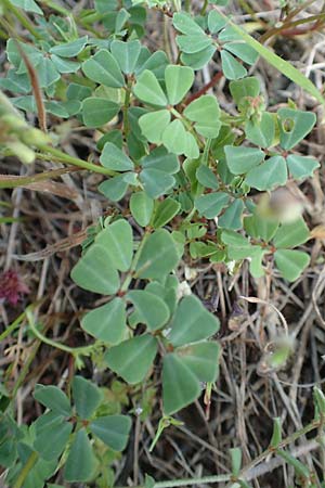 Securigera parviflora \ Kleinbltige Beilwicke / Small-Flowered Hatchet Vetch, Samos Myloi 13.4.2017