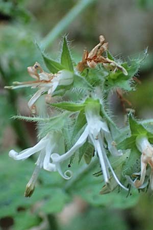 Symphytum creticum \ Kreta-Beinwell / Cretan Gorge Comfrey, Samos Potami 15.4.2017