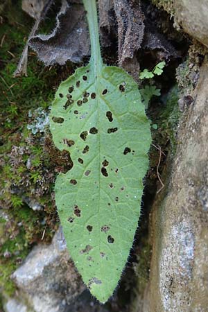 Symphytum creticum \ Kreta-Beinwell, Samos Potami 15.4.2017