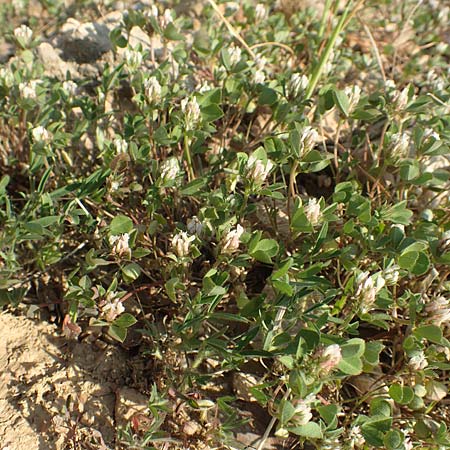 Trifolium scabrum \ Rauer Klee / Rough Clover, Samos Potami 15.4.2017