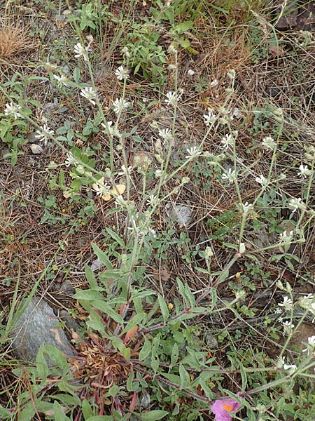 Silene dichotoma \ Gabel-Leimkraut / Forked Catchfly, Samos Pyrgos 18.4.2017