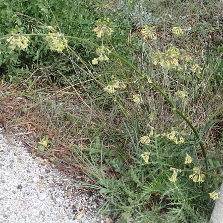 Silene gigantea \ Riesen-Leimkraut, Samos Pyrgos 18.4.2017