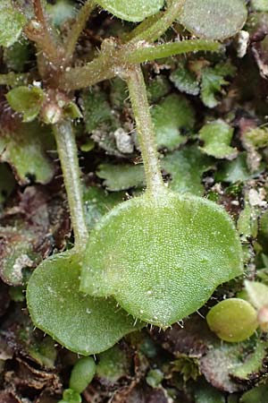 Saxifraga hederacea \ Efeublttriger Steinbrech / Ivy-Leaved Saxifrage, Samos Moni Vronda 12.4.2017