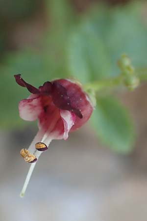 Scrophularia heterophylla \ Verschiedenblttrige Braunwurz, Samos Potami 15.4.2017