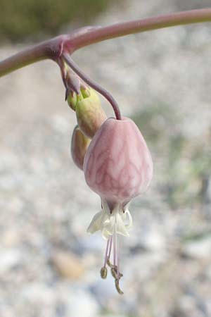 Silene fabaria \ Bohnen-Leimkraut / Bean Campion, Samos Psili Ammos 16.4.2017