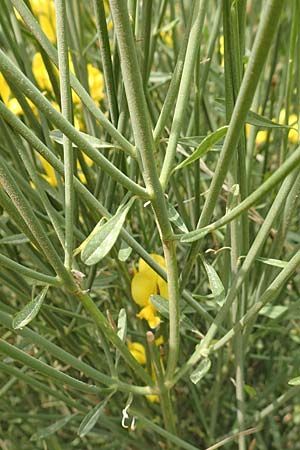 Spartium junceum / Spanish Broom, Samos Spatharei 17.4.2017